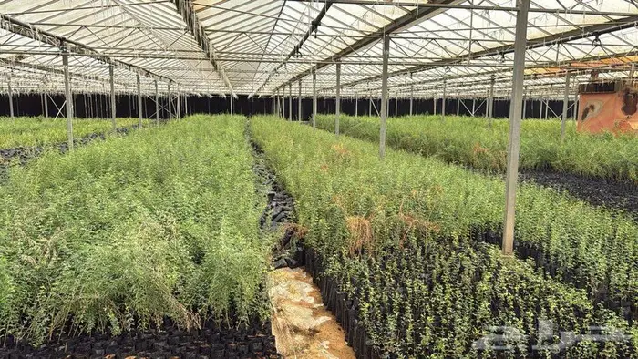 شتلات اشجار 1