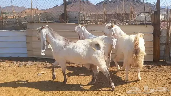 لعشاق الصنف معزا بيض مطورات فواخر ودفيع لاعلي سوم 20