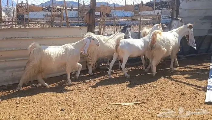 لعشاق الصنف معزا بيض مطورات فواخر ودفيع لاعلي سوم 10