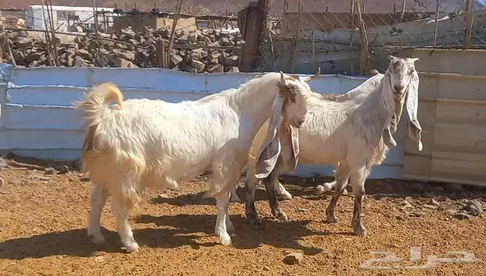 لعشاق الصنف معزا بيض مطورات فواخر ودفيع لاعلي سوم 27