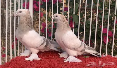 طيور مميزه index