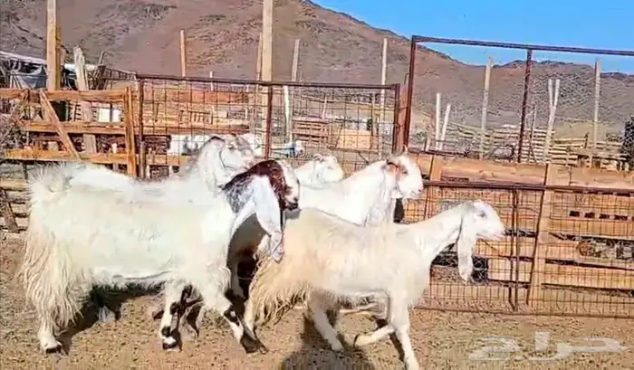 لعشاق الصنف معزا بيض مطورات فواخر ودفيع لاعلي سوم 11