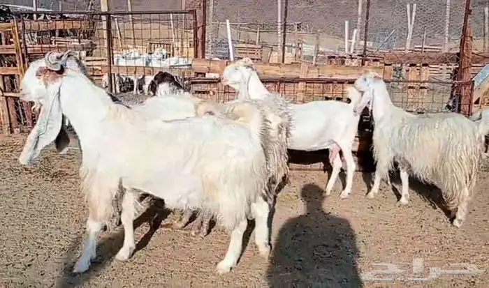 لعشاق الصنف معزا بيض مطورات فواخر ودفيع لاعلي سوم 31