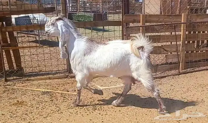 لعشاق الصنف معزا بيض مطورات فواخر ودفيع لاعلي سوم 33