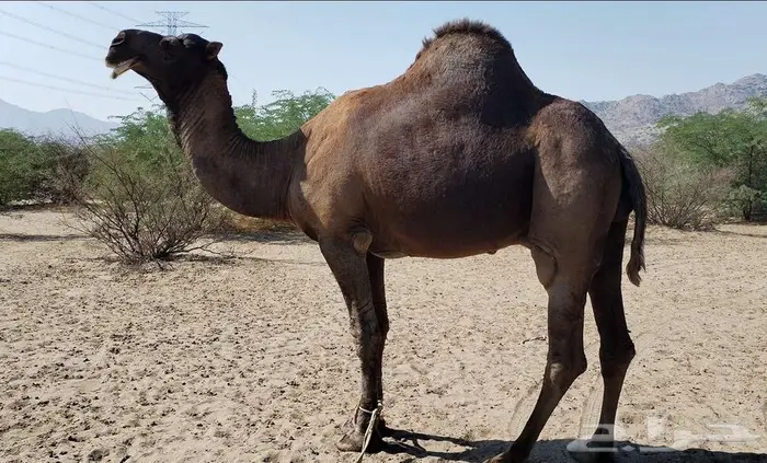 بعير ساحلي ادهم 3