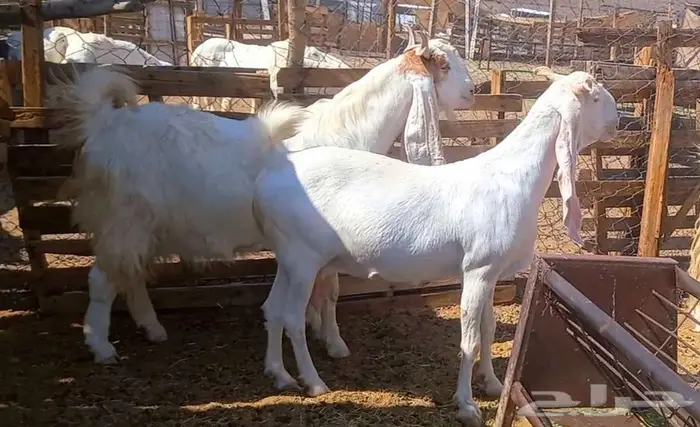 لعشاق الصنف معزا بيض مطورات فواخر ودفيع لاعلي سوم 7