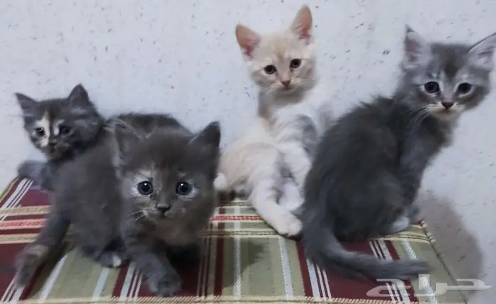 قطط صغيرة 1