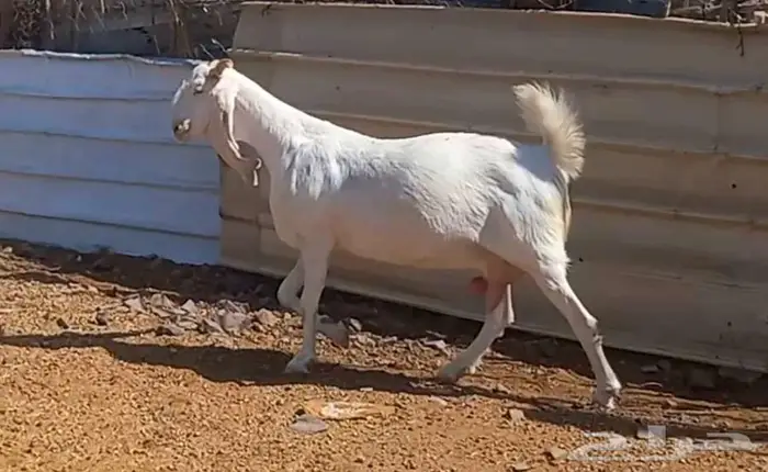 لعشاق الصنف معزا بيض مطورات فواخر ودفيع لاعلي سوم 17