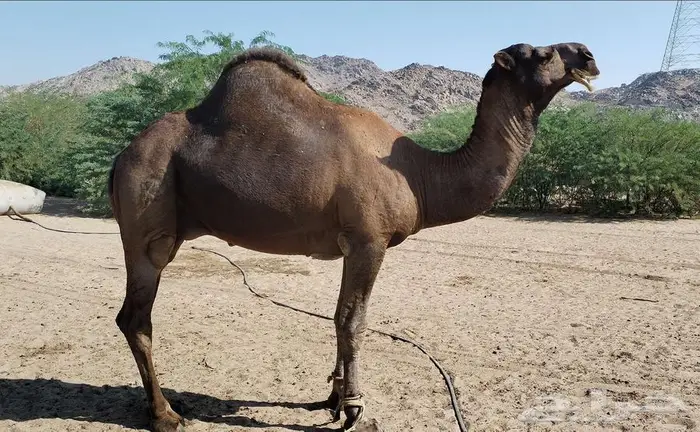 بعير ساحلي ادهم 2