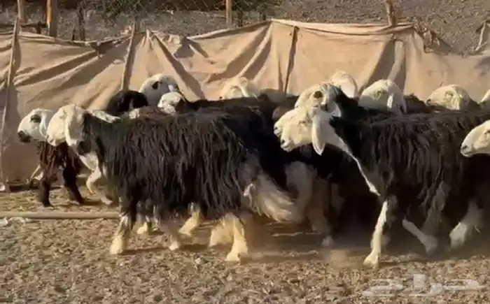 النجد المراح الفاخر 2