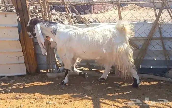 لعشاق الصنف معزا بيض مطورات فواخر ودفيع لاعلي سوم 24