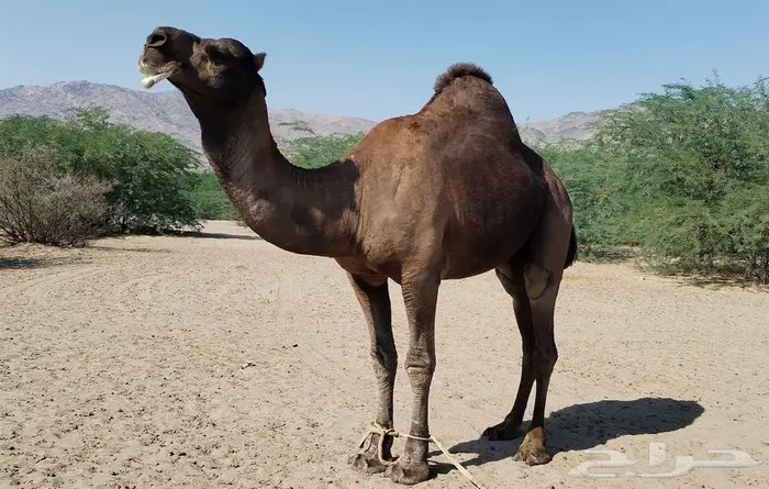 بعير ساحلي ادهم 0