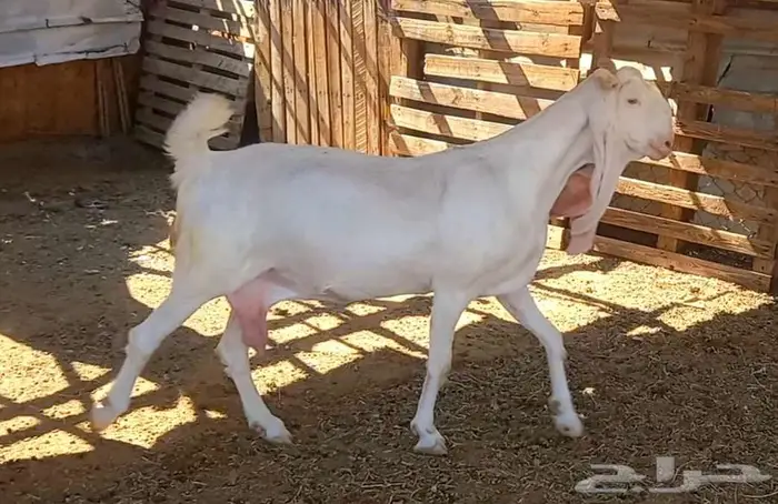 لعشاق الصنف معزا بيض مطورات فواخر ودفيع لاعلي سوم 25