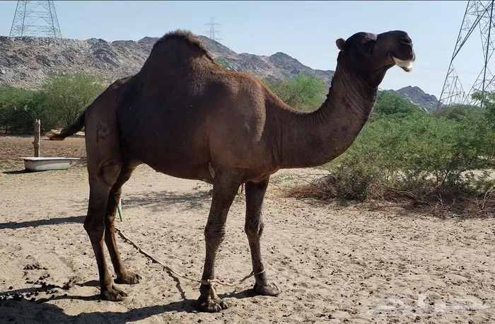 بعير ساحلي ادهم 4