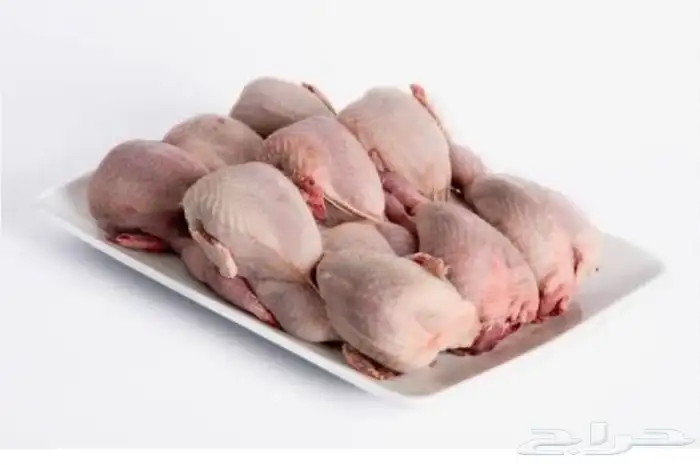 سمان ديك رومي ووز عراقي وبلدي بط بكيني الرمال 0