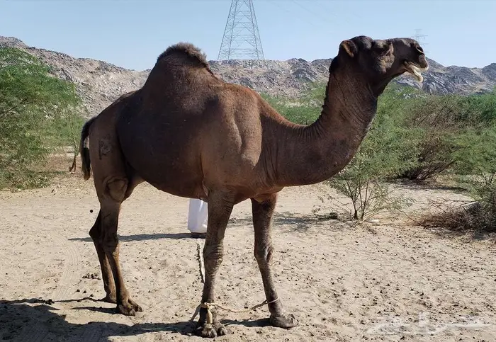 بعير ساحلي ادهم 5