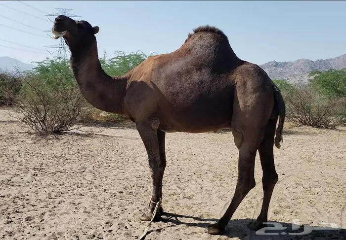 بعير ساحلي ادهم 1