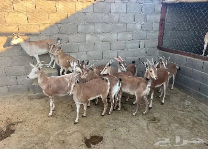 معزا حص جنوبيات لون الصيد هجين وعل مهجن 9