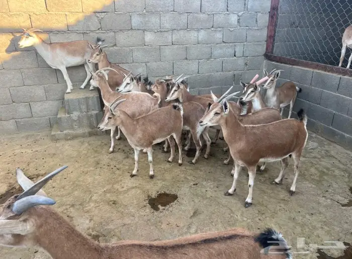 معزا حص جنوبيات لون الصيد هجين وعل مهجن 7