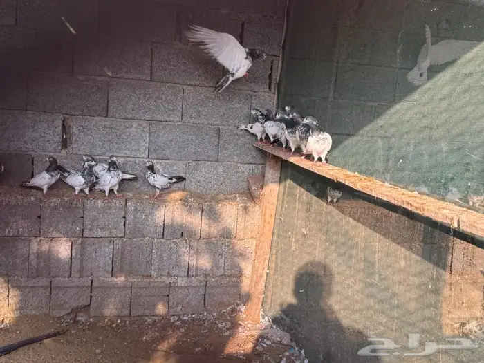 حمام باكستاني 5