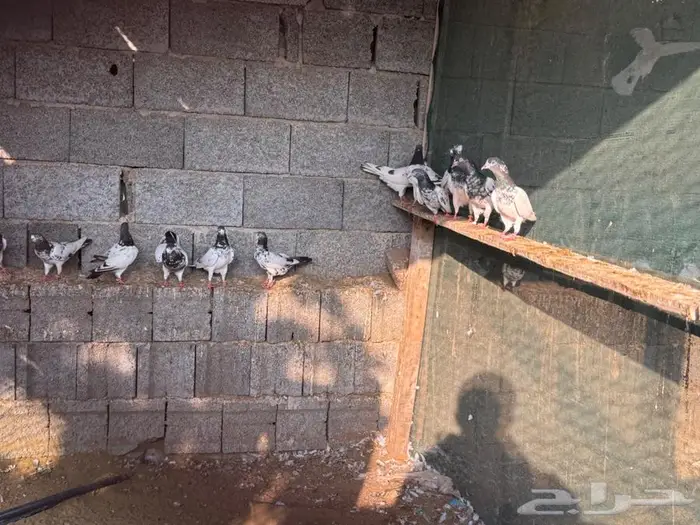 حمام باكستاني 4