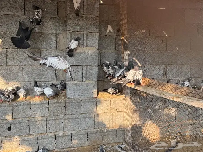 حمام باكستاني 6