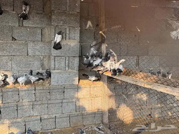 حمام باكستاني 7