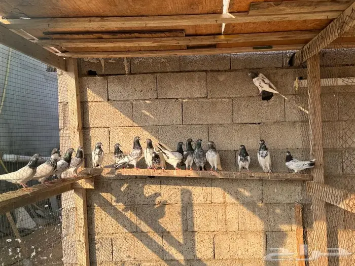 حمام باكستاني 11