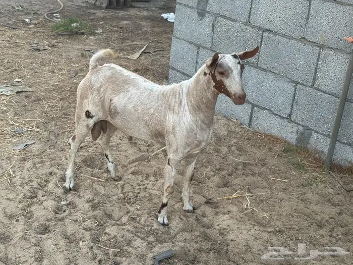 تيس عماني صلالي معرف 0