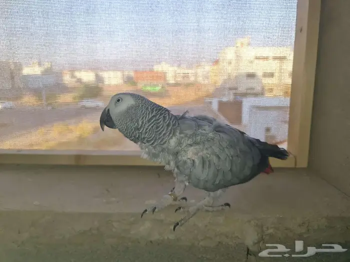 انثى كاسكو بياضة 0