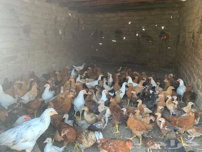 دجاج فرنسي وبلدي 0