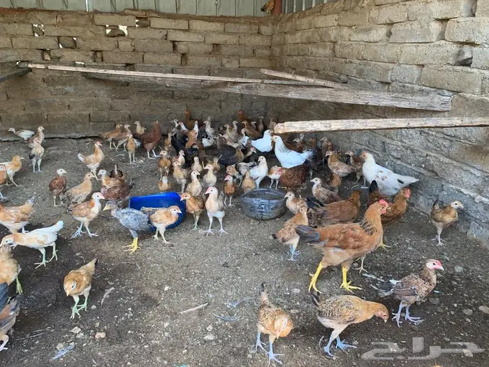 دجاج فرنسي وبلدي 4