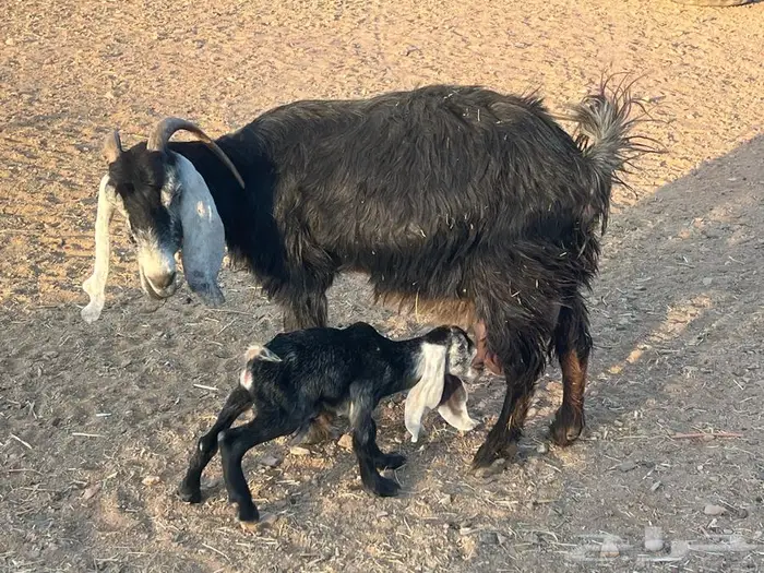 للبيع عنز والدة 0