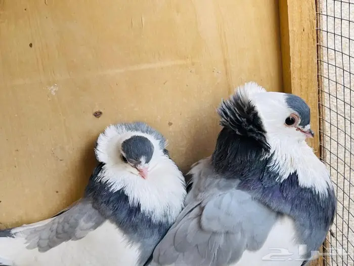 جوز عبسي ازرق معه فروخ 1