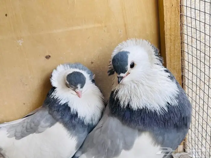 جوز عبسي ازرق معه فروخ 0