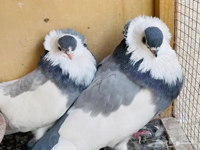 جوز عبسي ازرق معه فروخ 2