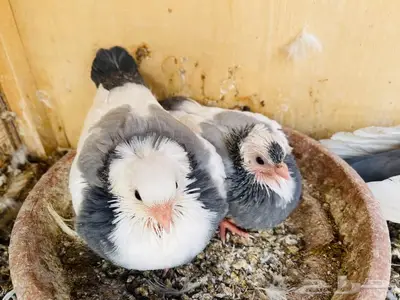 جوز عبسي ازرق معه فروخ index