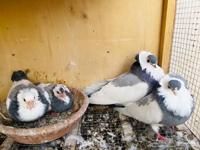 جوز عبسي ازرق معه فروخ 4