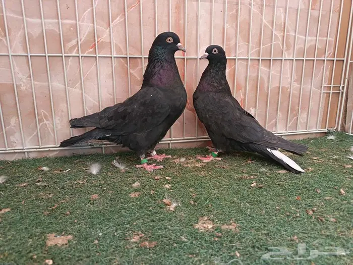 أربع أجواز قطايف نصايبه 0