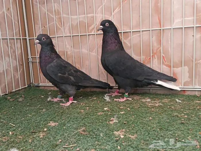 أربع أجواز قطايف نصايبه 1