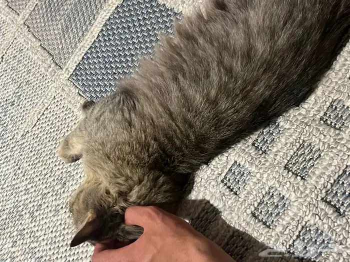 قطوه للتبني 1