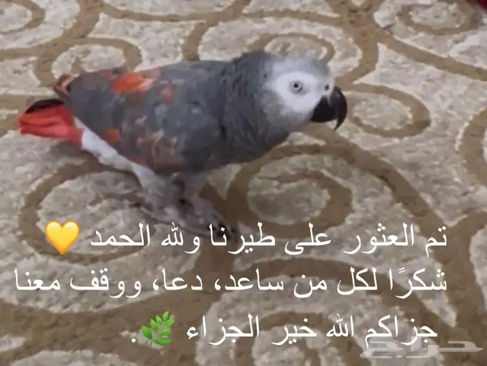 كاسيكو 1