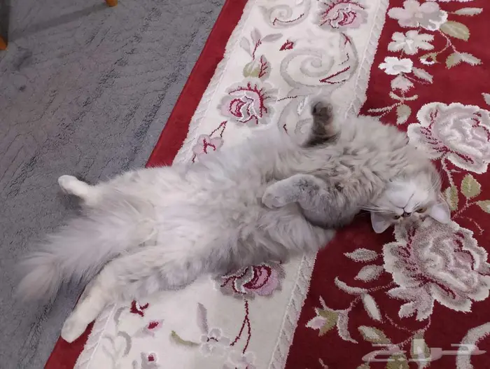 قطه للتبني وليس للبيع 2