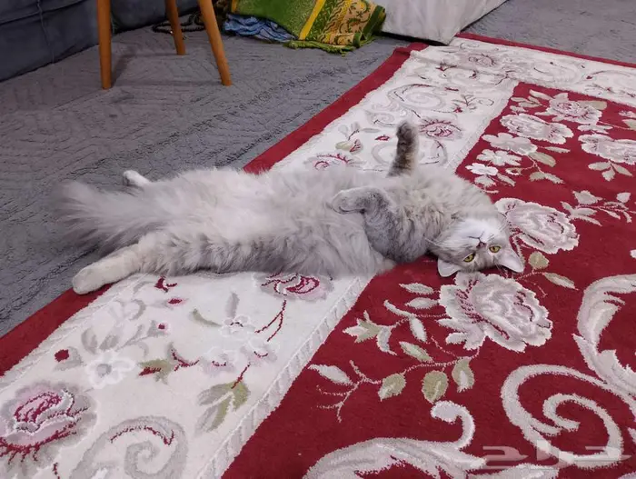 قطه للتبني وليس للبيع 3