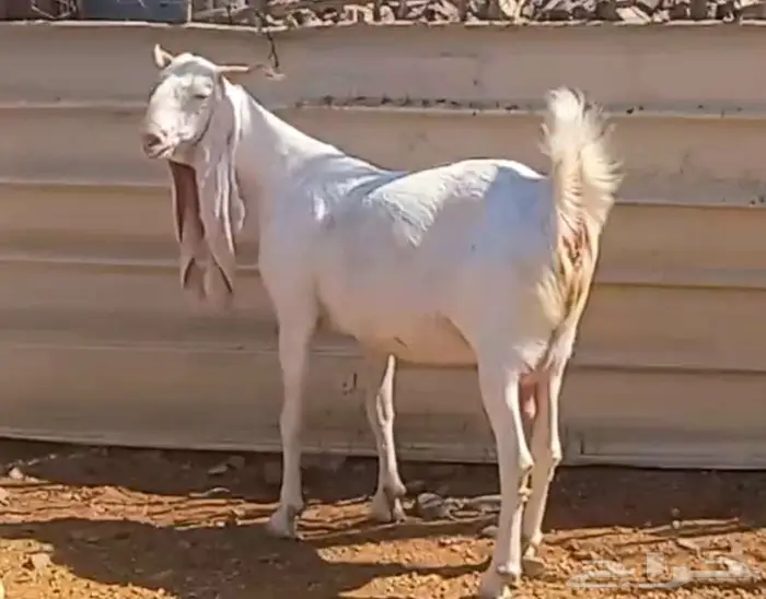 لعشاق الصنف معزا بيض مطورات فواخر ودفيع لاعلي سوم 2