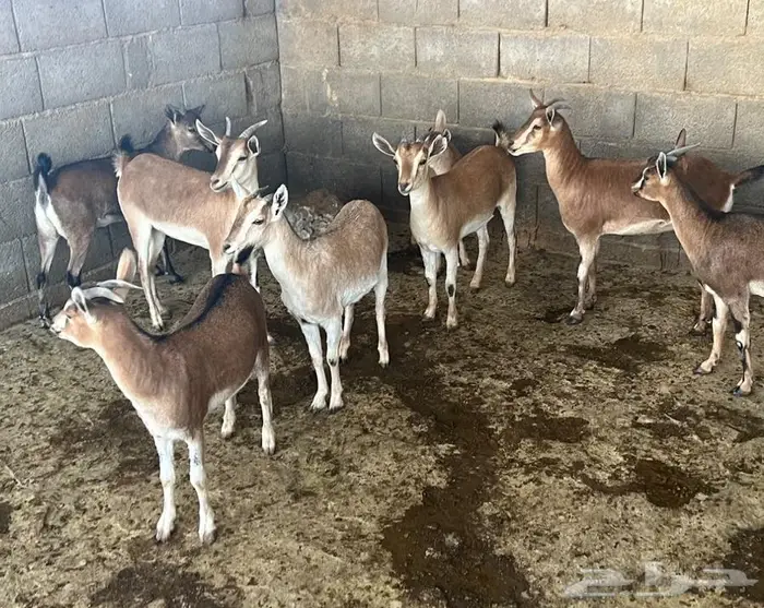 معزا حص جنوبيات لون الصيد هجين وعل مهجن 11