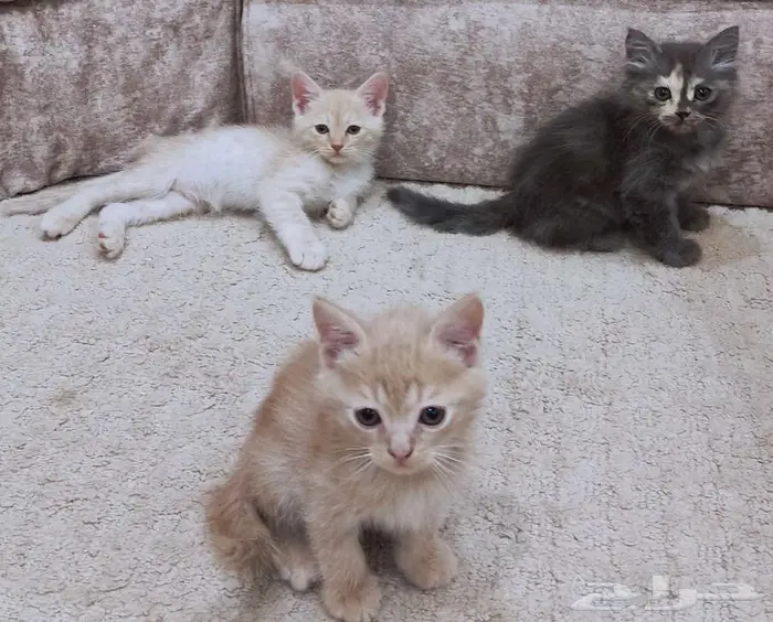 قطط صغيرة 3
