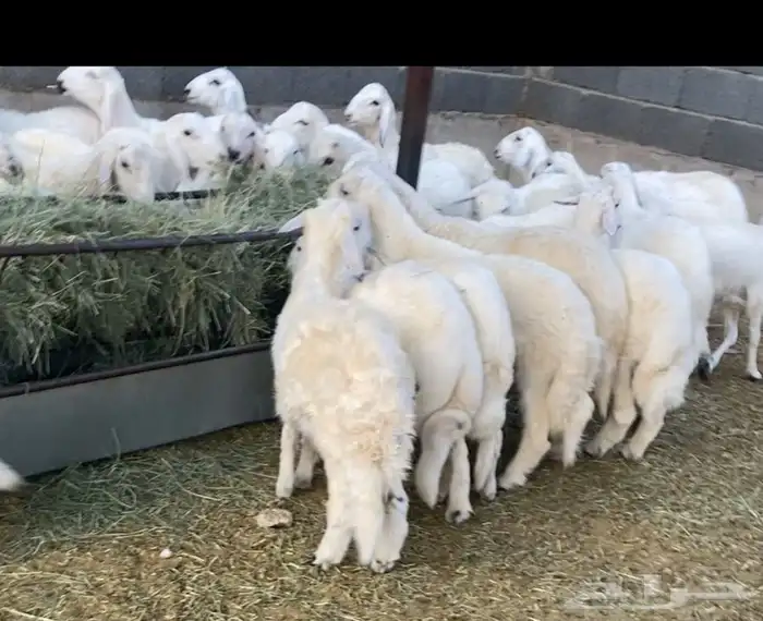 خرفان بلديات طيبه ويوجد توصيل داخل نجران 0