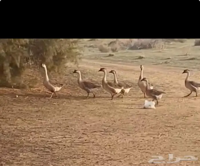 وز عراقي منتج عدد 8 1