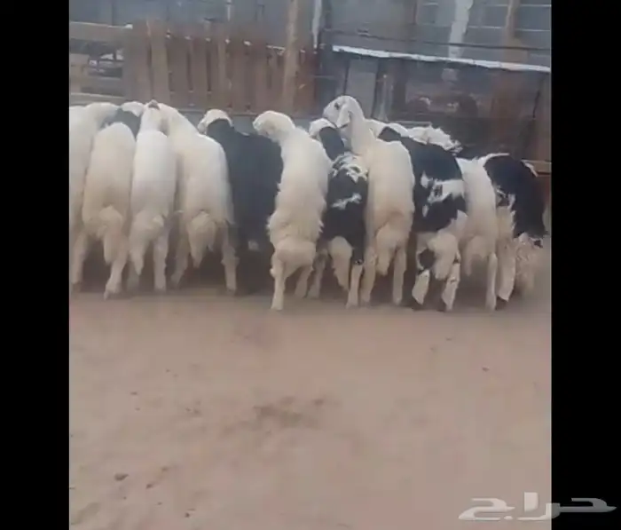 خرفان بلديات طيبه ويوجد توصيل داخل نجران 3